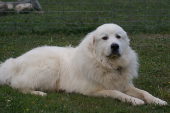 Great Pyrenees Dogs & Pygmy Goats in Maine